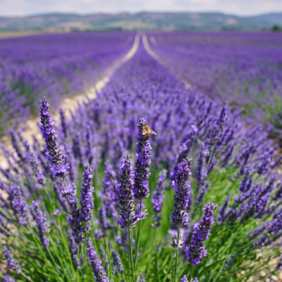 Gemini_Generated_Image_hzxwvchzxwvchzxw HOME GROWN Non GMO Lavender Seeds Wildflower Seed