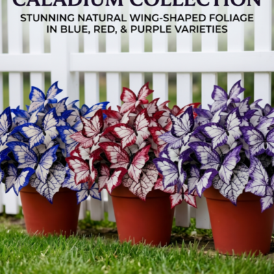 Butterfly Leaf Geranium Seeds - 100 Seeds