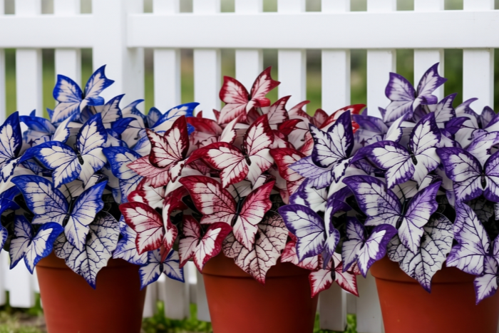 Gemini_Generated_Image_ib3k3lib3k3lib3k_副本 Butterfly Leaf Geranium Seeds - 100 Seeds