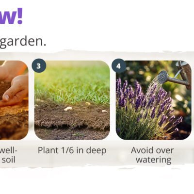 df2da003-fb7f-43c3-b9c6-ca14713b2995.__CR0,0,1464,600_PT0_SX1464_V1___ HOME GROWN Non GMO Lavender Seeds Wildflower Seed