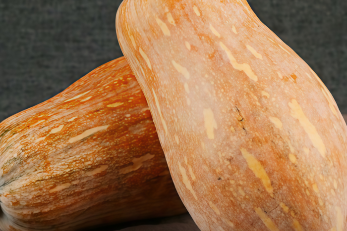 东南瓜1 Block Party Organic (F1) Butternut Squash Seed