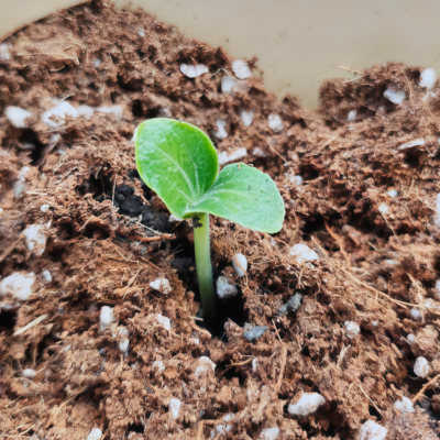 冬南瓜3 Block Party Organic (F1) Butternut Squash Seed