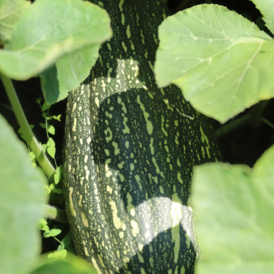 冬南瓜4 Block Party Organic (F1) Butternut Squash Seed