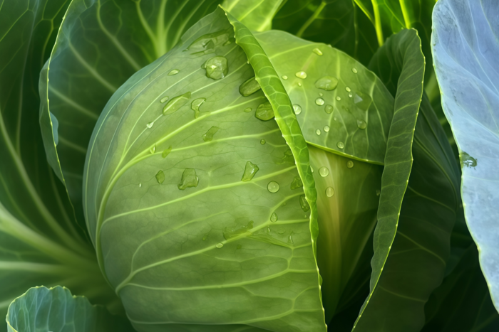 卷心菜1 Farao Organic (F1) Cabbage Seed