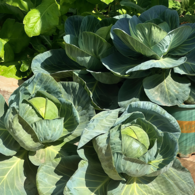 Farao Organic (F1) Cabbage Seed