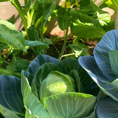 Farao Organic (F1) Cabbage Seed