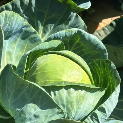 Farao Organic (F1) Cabbage Seed
