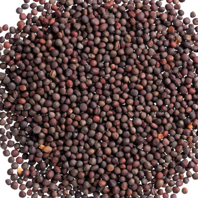 Farao Organic (F1) Cabbage Seed