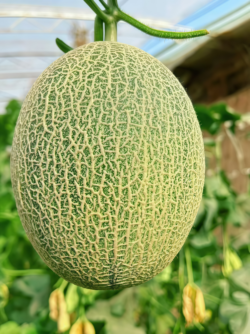 哈密瓜2 Sarah's Choice (F1) Melon Seed