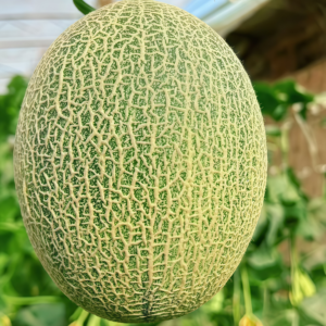 Sarah's Choice (F1) Melon Seed