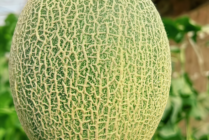 哈密瓜2 Sarah's Choice (F1) Melon Seed