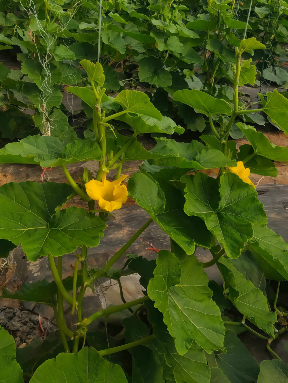 Wan Fu (F1) Pumpkin Seed
