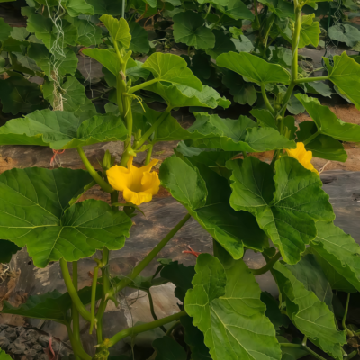 Wan Fu (F1) Pumpkin Seed