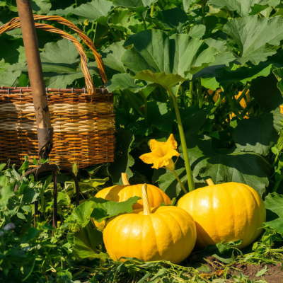 Wan Fu (F1) Pumpkin Seed