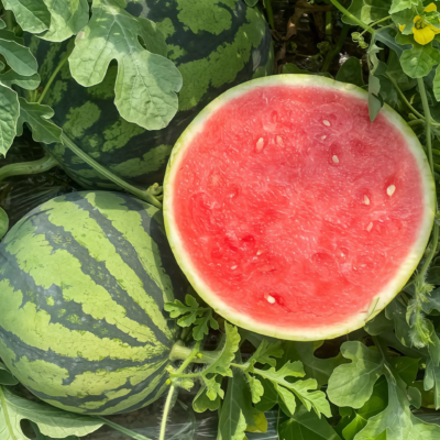 圆西瓜2 Starlight (F1) Watermelon Seed