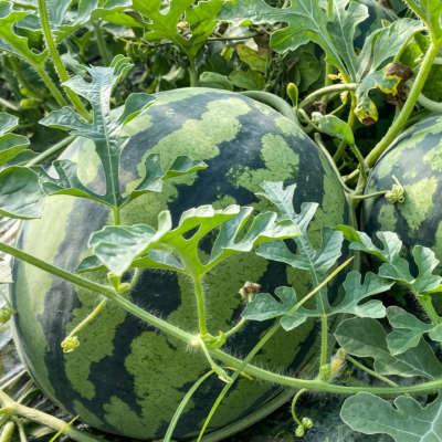 圆西瓜3 Starlight (F1) Watermelon Seed