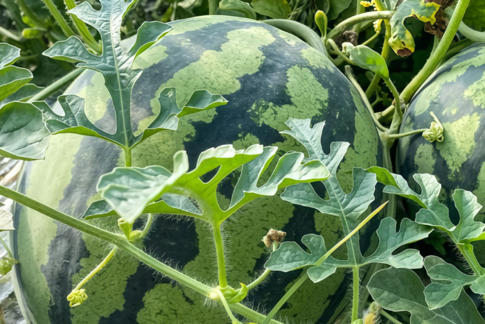 圆西瓜3 Starlight (F1) Watermelon Seed