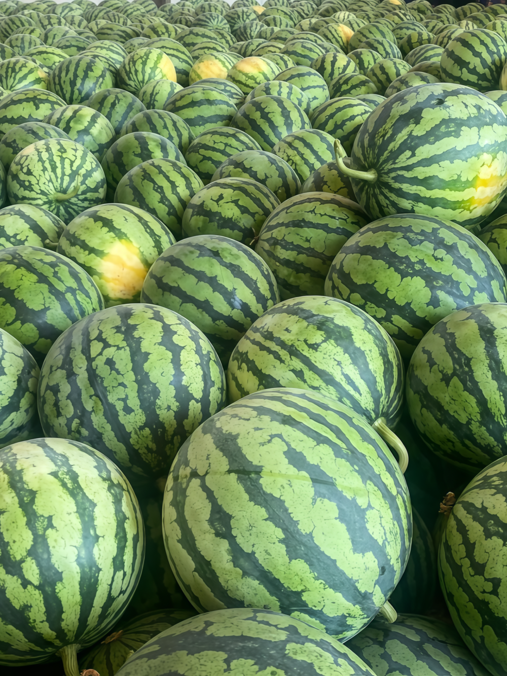 圆西瓜4 Starlight (F1) Watermelon Seed