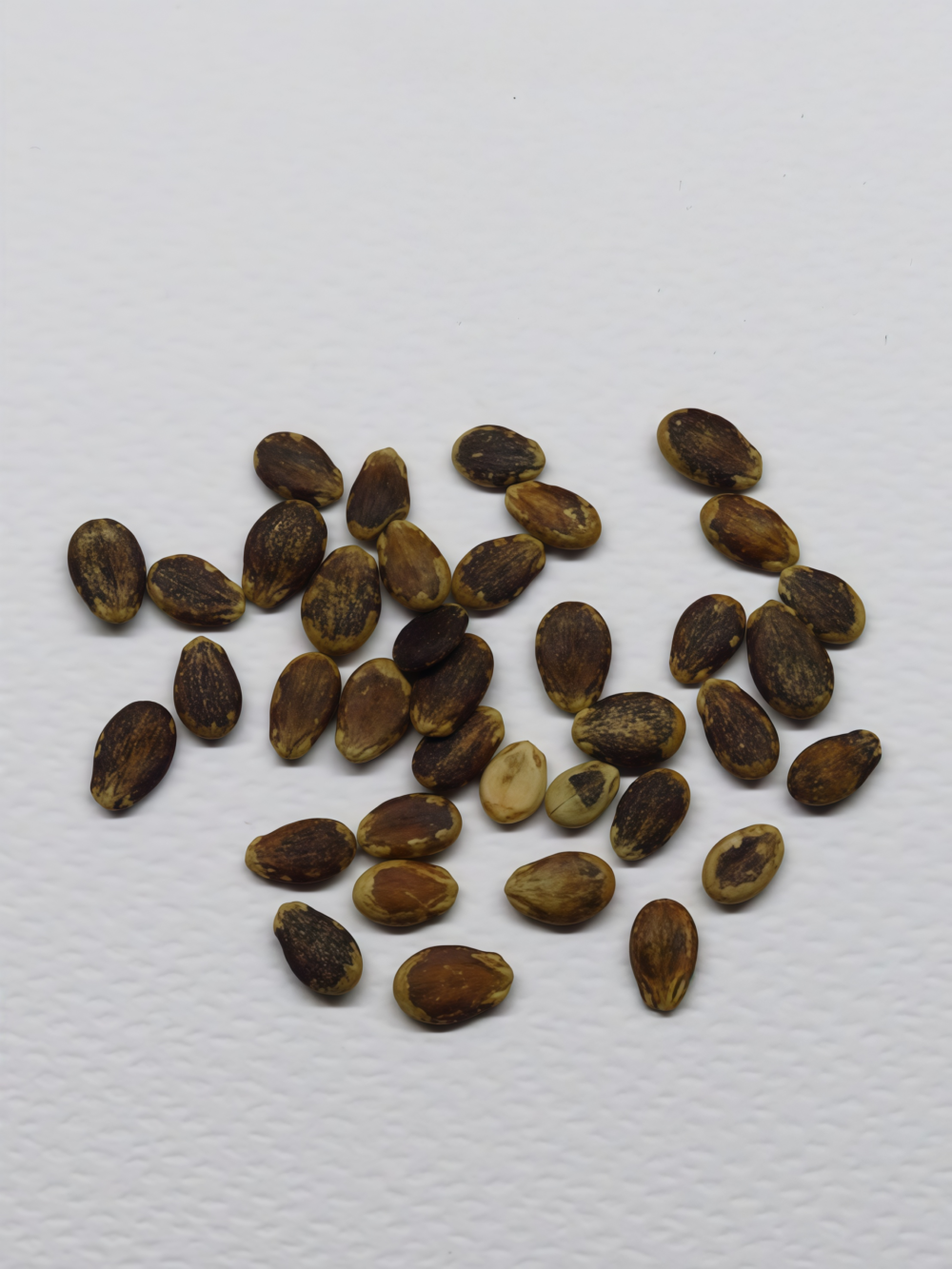圆西瓜5 Starlight (F1) Watermelon Seed