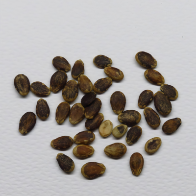 圆西瓜5 Starlight (F1) Watermelon Seed