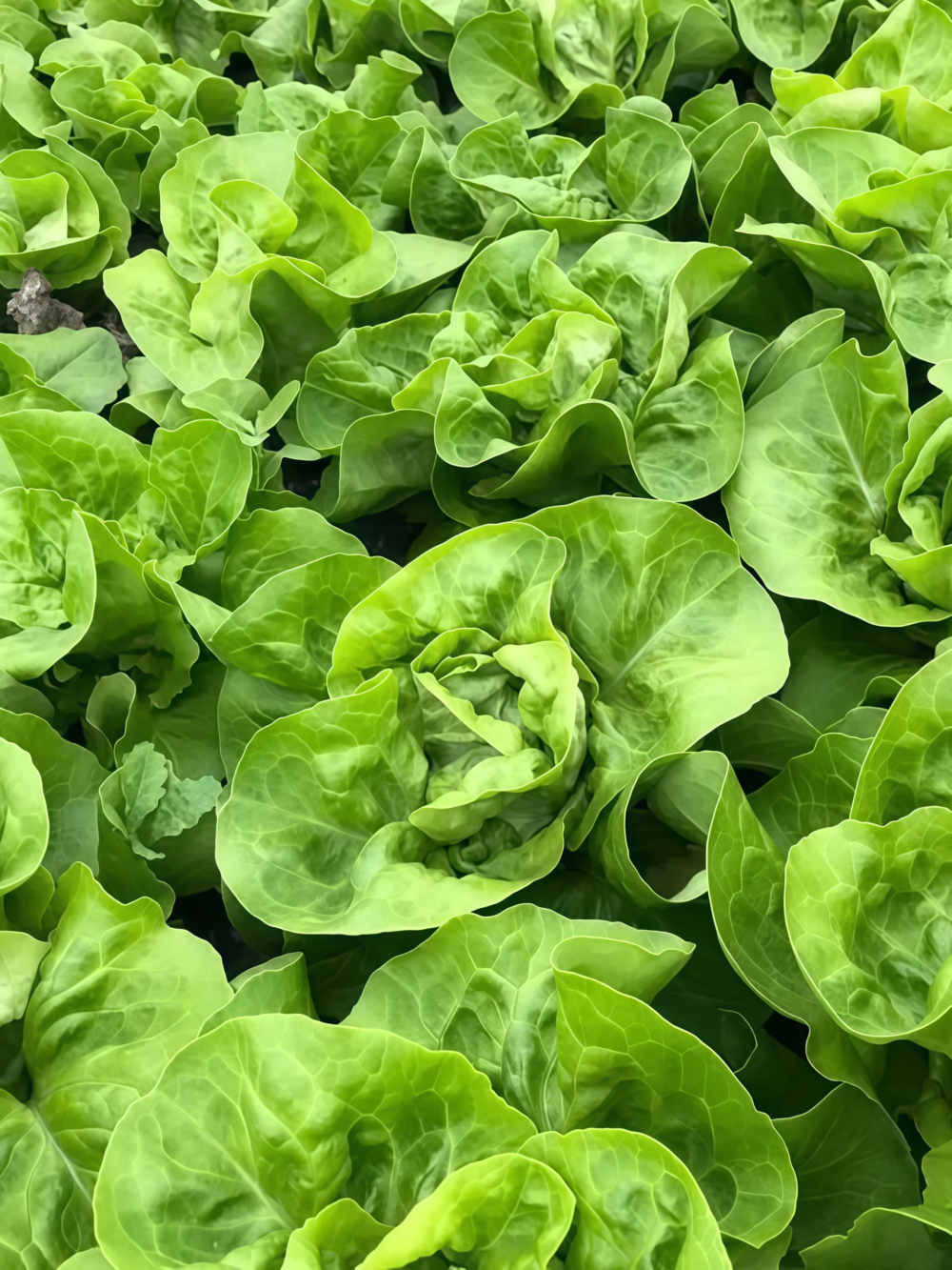 Buttercrunch Organic Lettuce Seed