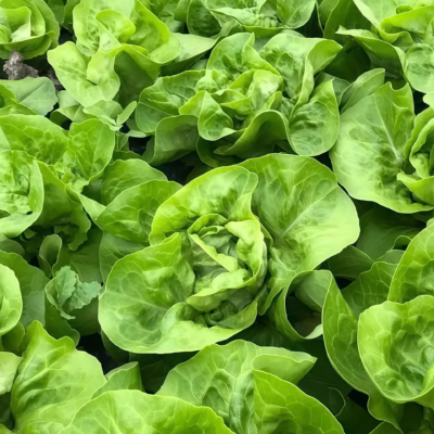 Buttercrunch Organic Lettuce Seed