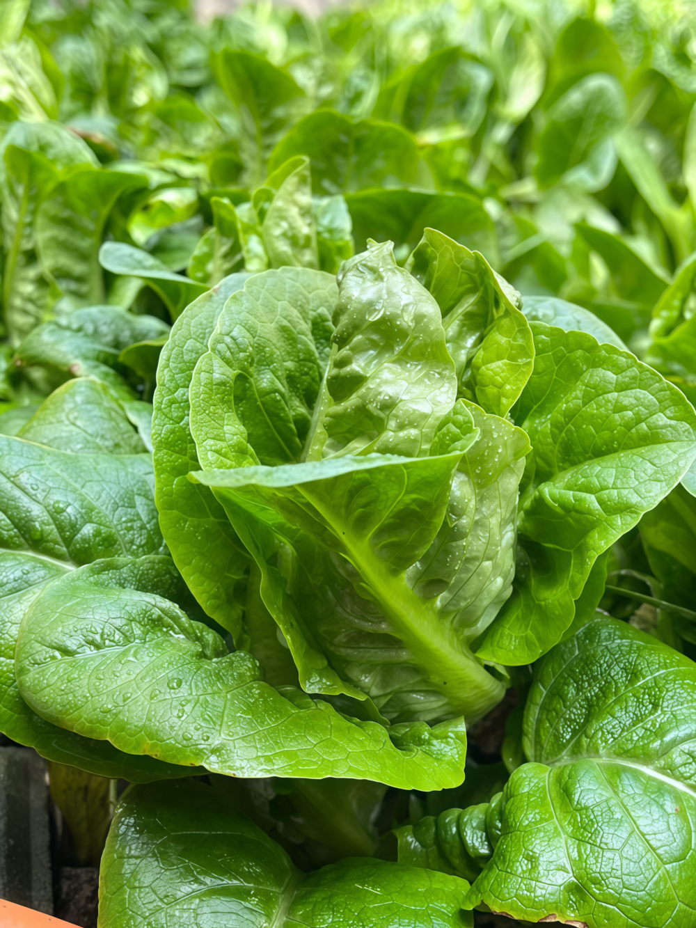 Buttercrunch Organic Lettuce Seed