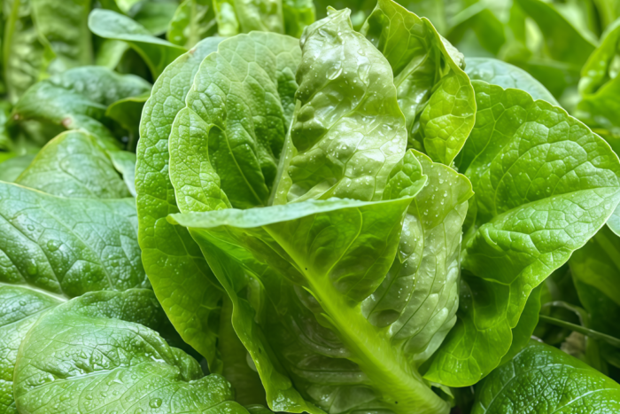 奶油生菜3 Buttercrunch Organic Lettuce Seed