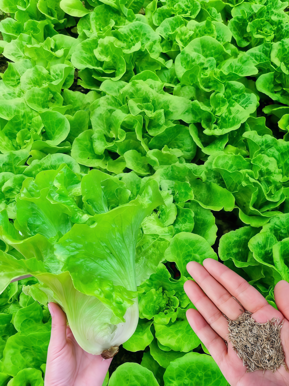 Buttercrunch Organic Lettuce Seed