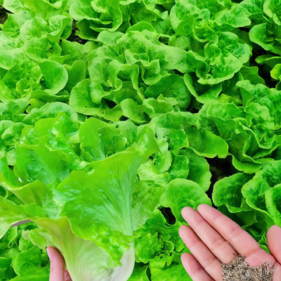 Buttercrunch Organic Lettuce Seed