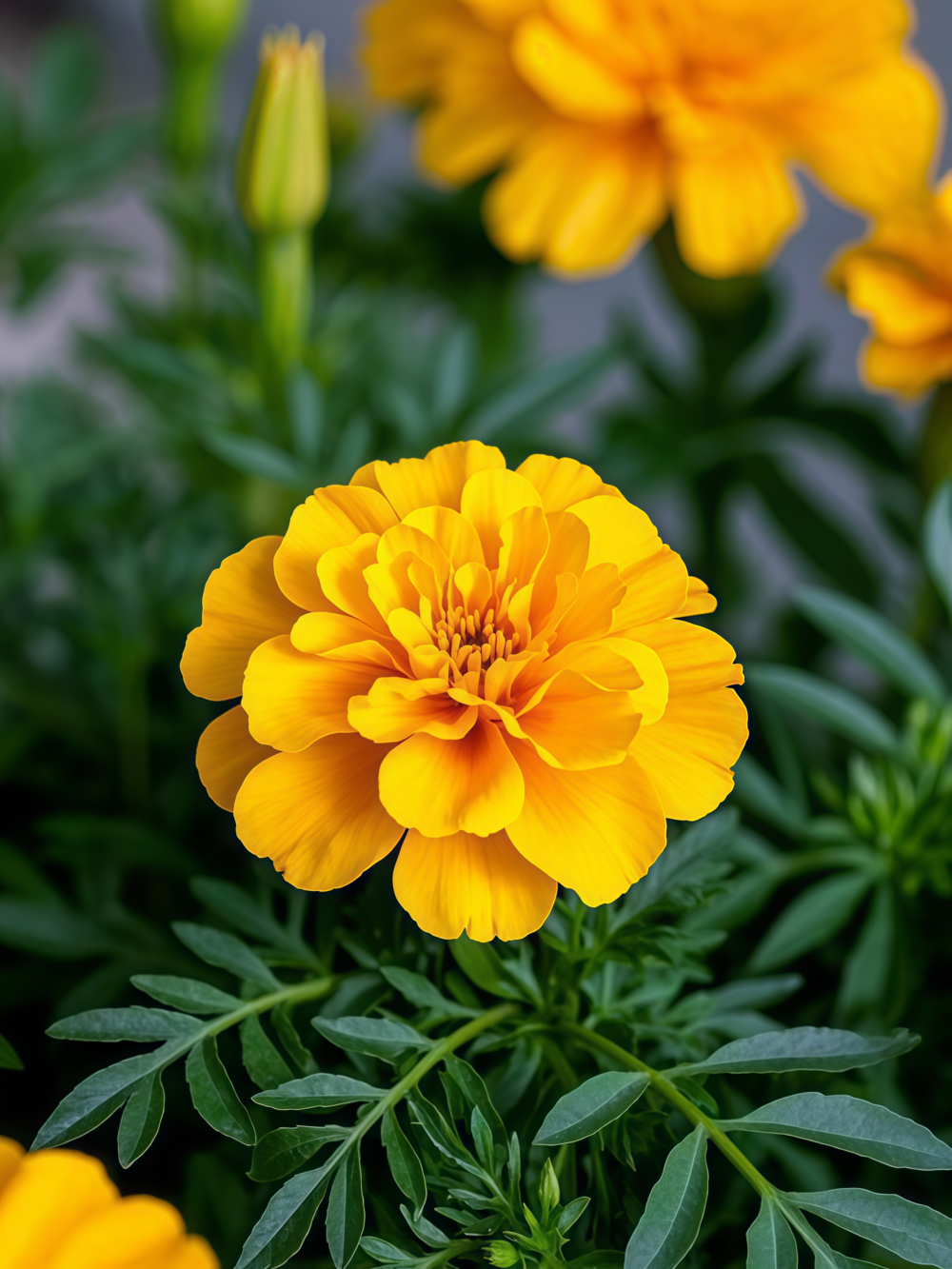 孔雀草8 Durango Outback Mix Marigold Seed