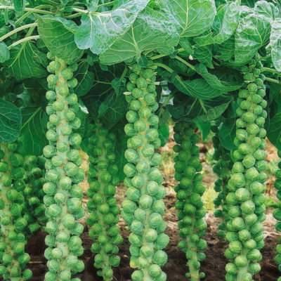 抱子甘蓝1 Silvia Organic (F1) Brussels Sprout Seed
