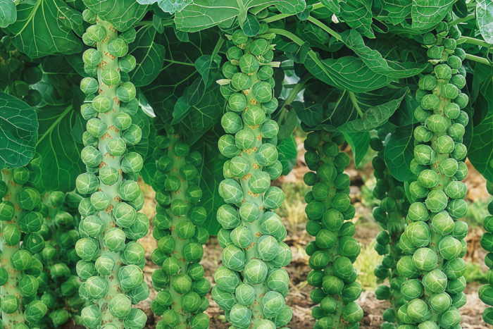 抱子甘蓝1 Silvia Organic (F1) Brussels Sprout Seed