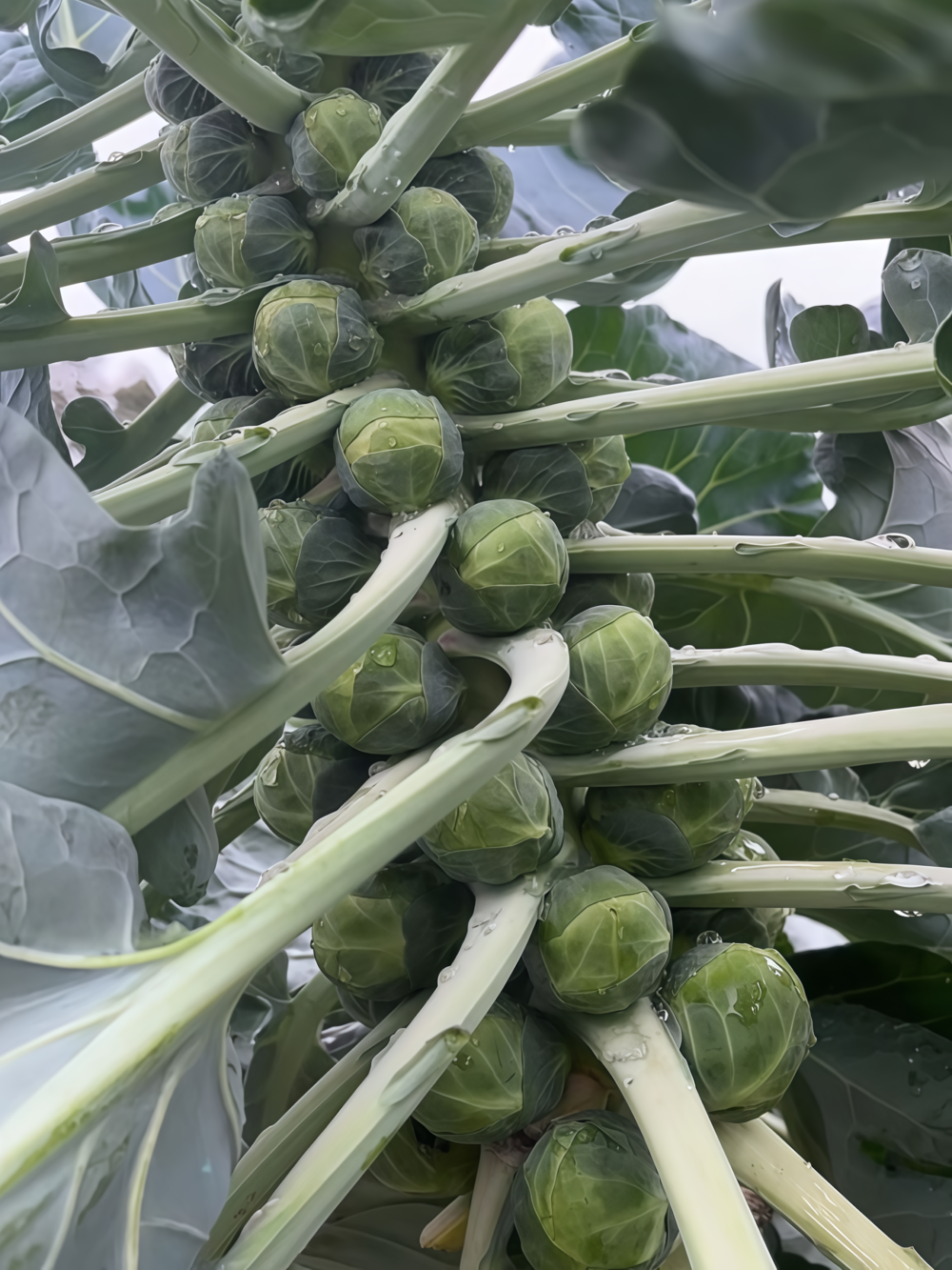 抱子甘蓝4 Silvia Organic (F1) Brussels Sprout Seed