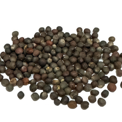 抱子甘蓝5 Silvia Organic (F1) Brussels Sprout Seed