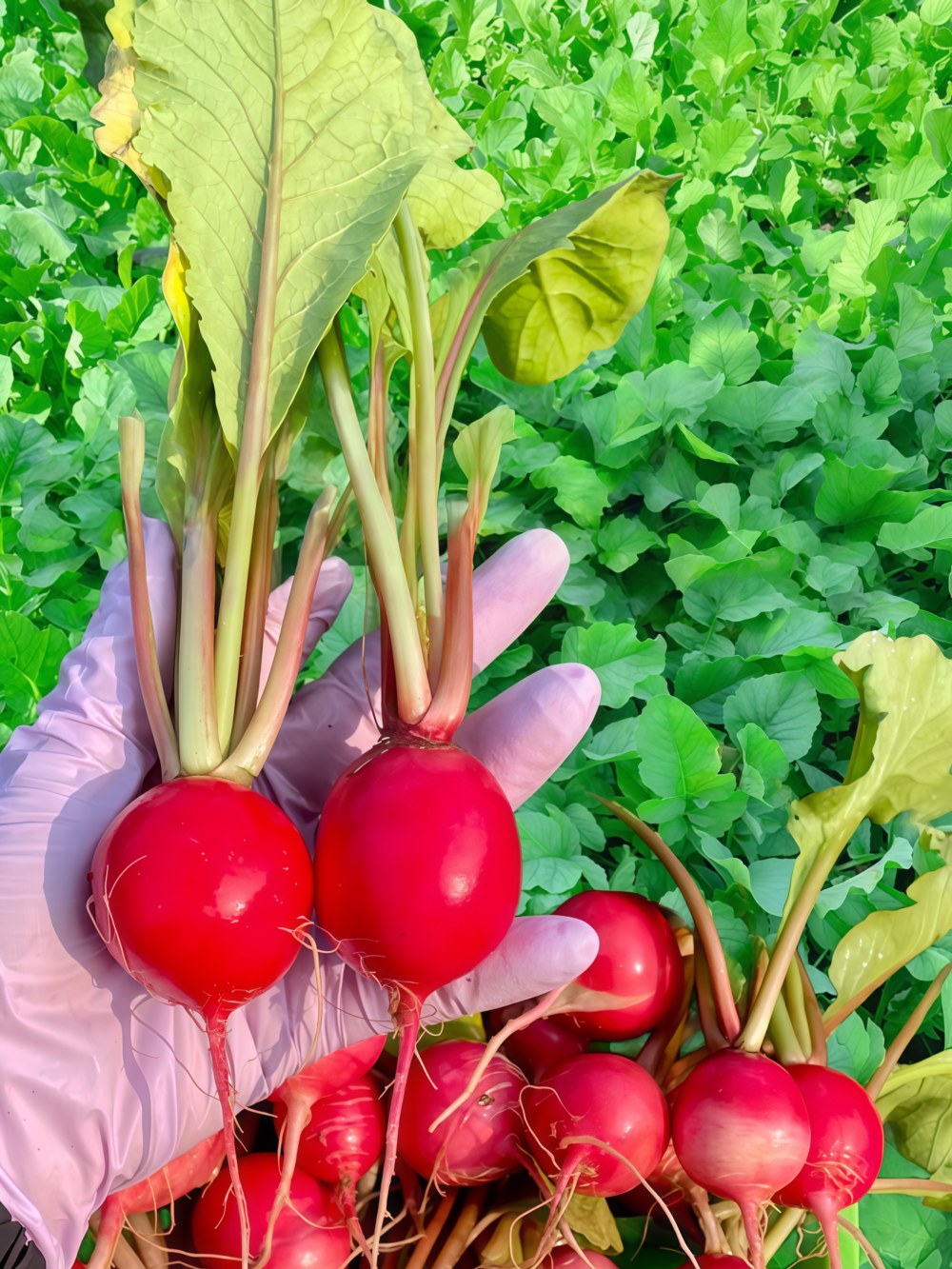 Sora Organic Radish Seed