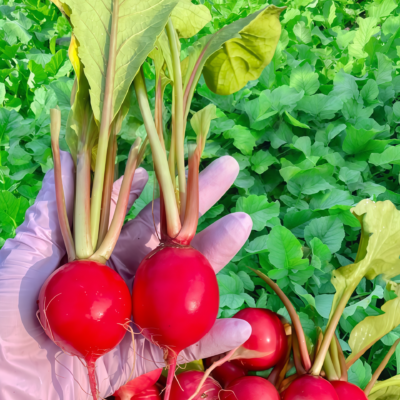 Sora Organic Radish Seed