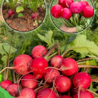 Sora Organic Radish Seed
