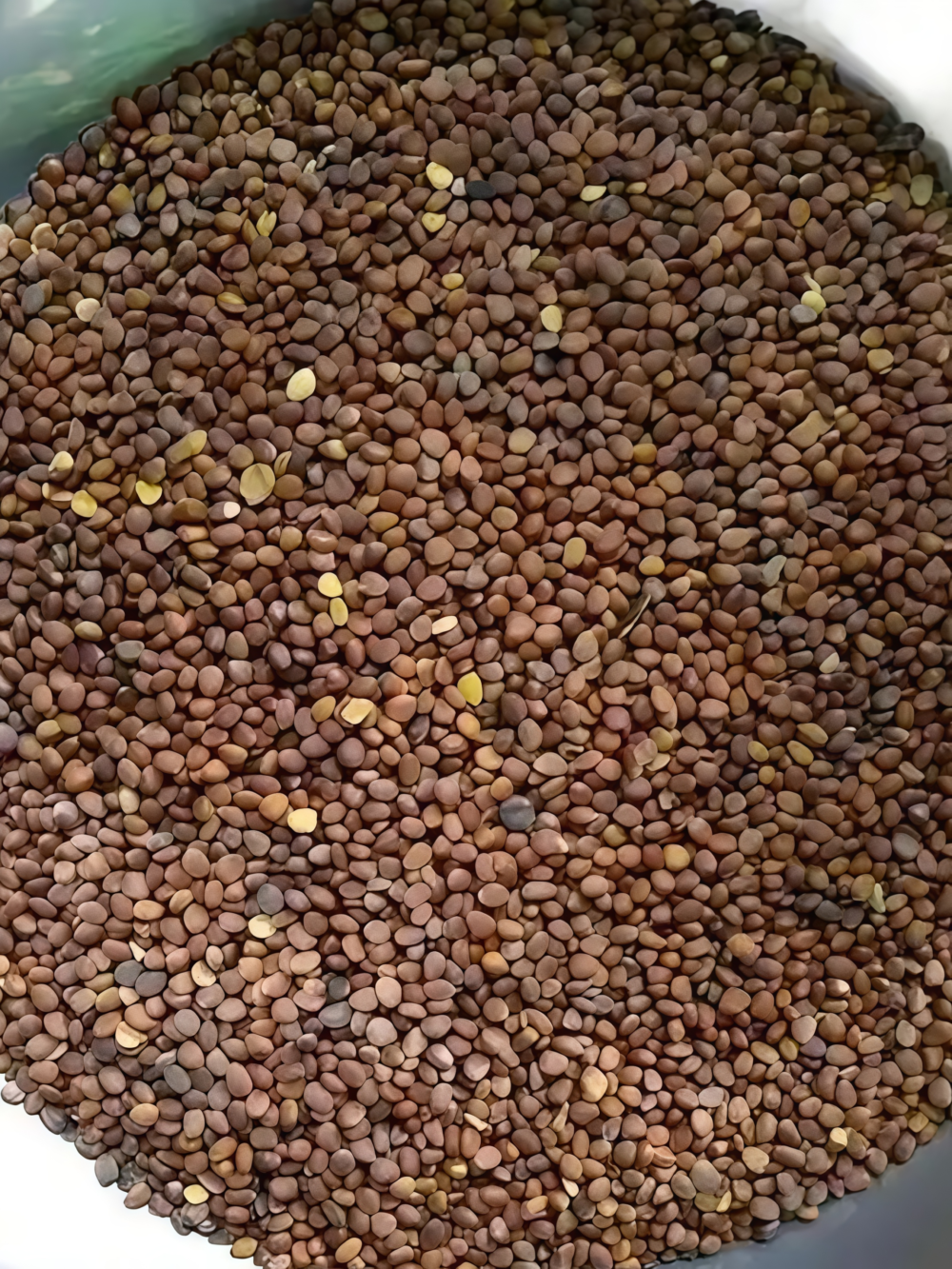 Sora Organic Radish Seed