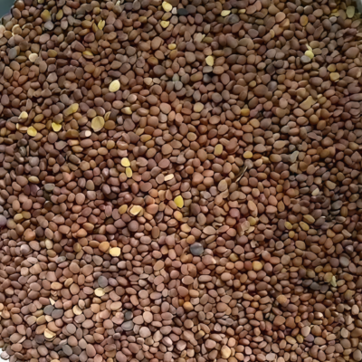 Sora Organic Radish Seed