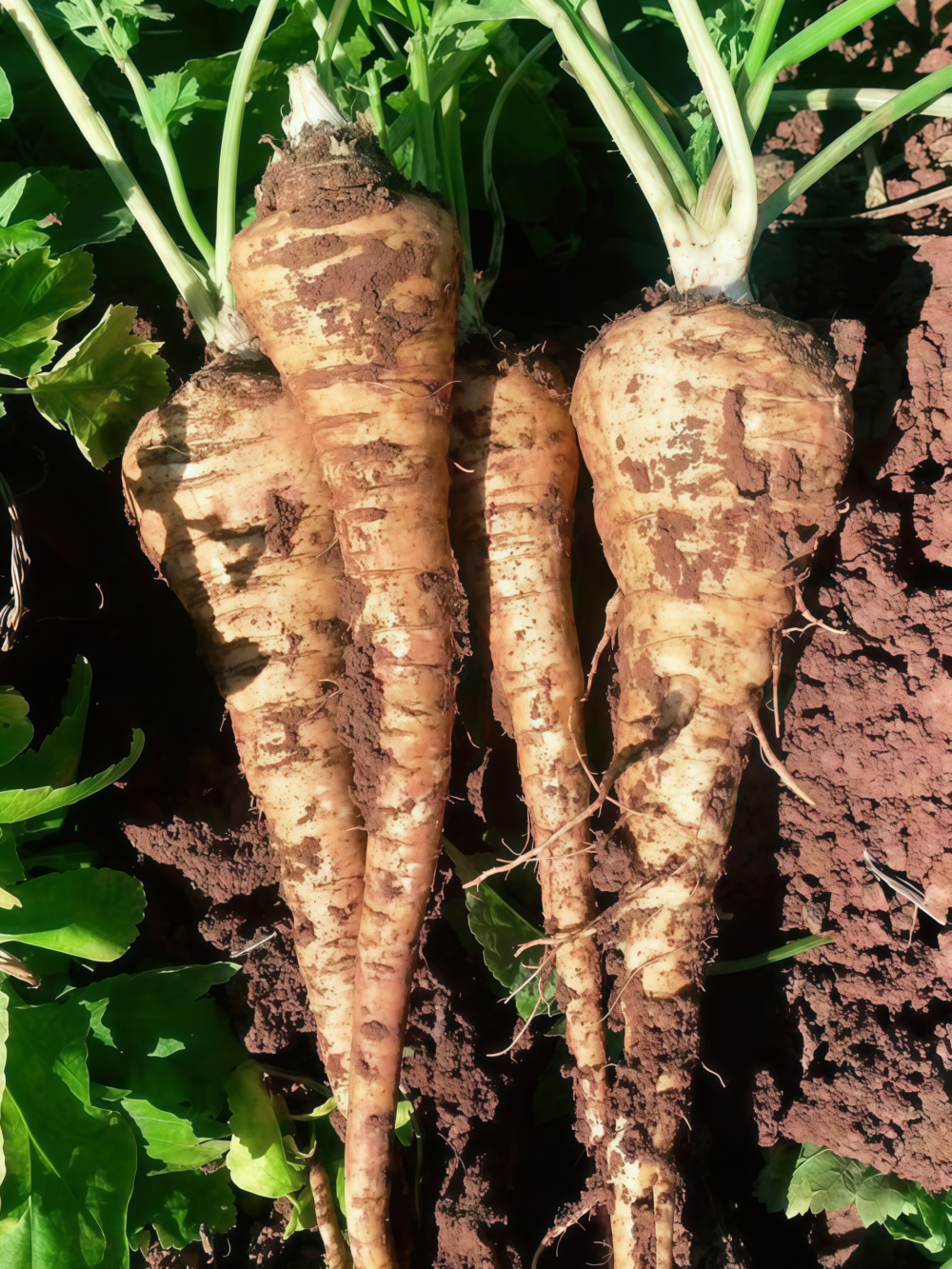 Dagger (F1) Parsnip Seed