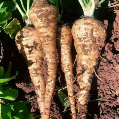 Dagger (F1) Parsnip Seed