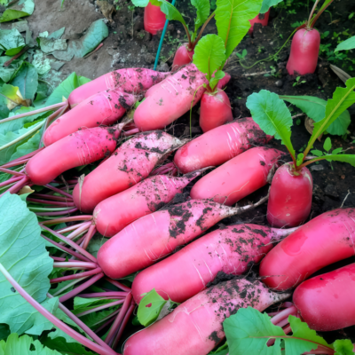 水萝卜1 Red King 2 (F1) Radish Seed