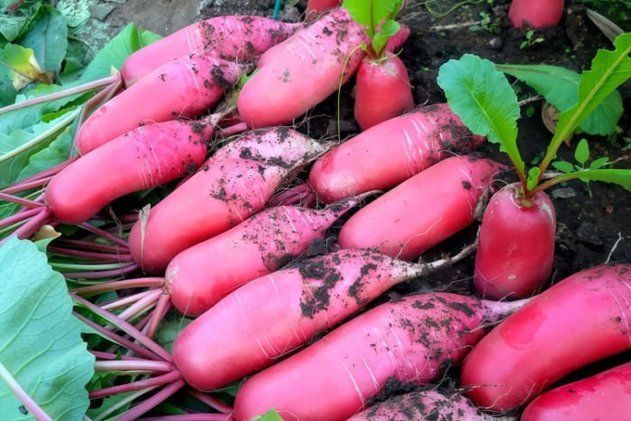 水萝卜1 Red King 2 (F1) Radish Seed