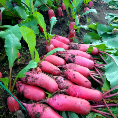 水萝卜2 Red King 2 (F1) Radish Seed