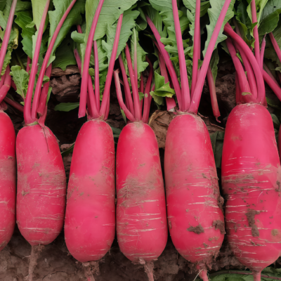 水萝卜3 Red King 2 (F1) Radish Seed