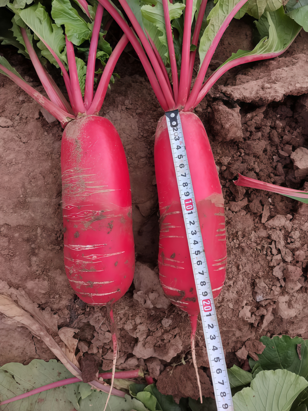 水萝卜4 Red King 2 (F1) Radish Seed