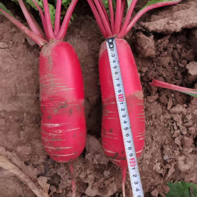 水萝卜4 Red King 2 (F1) Radish Seed