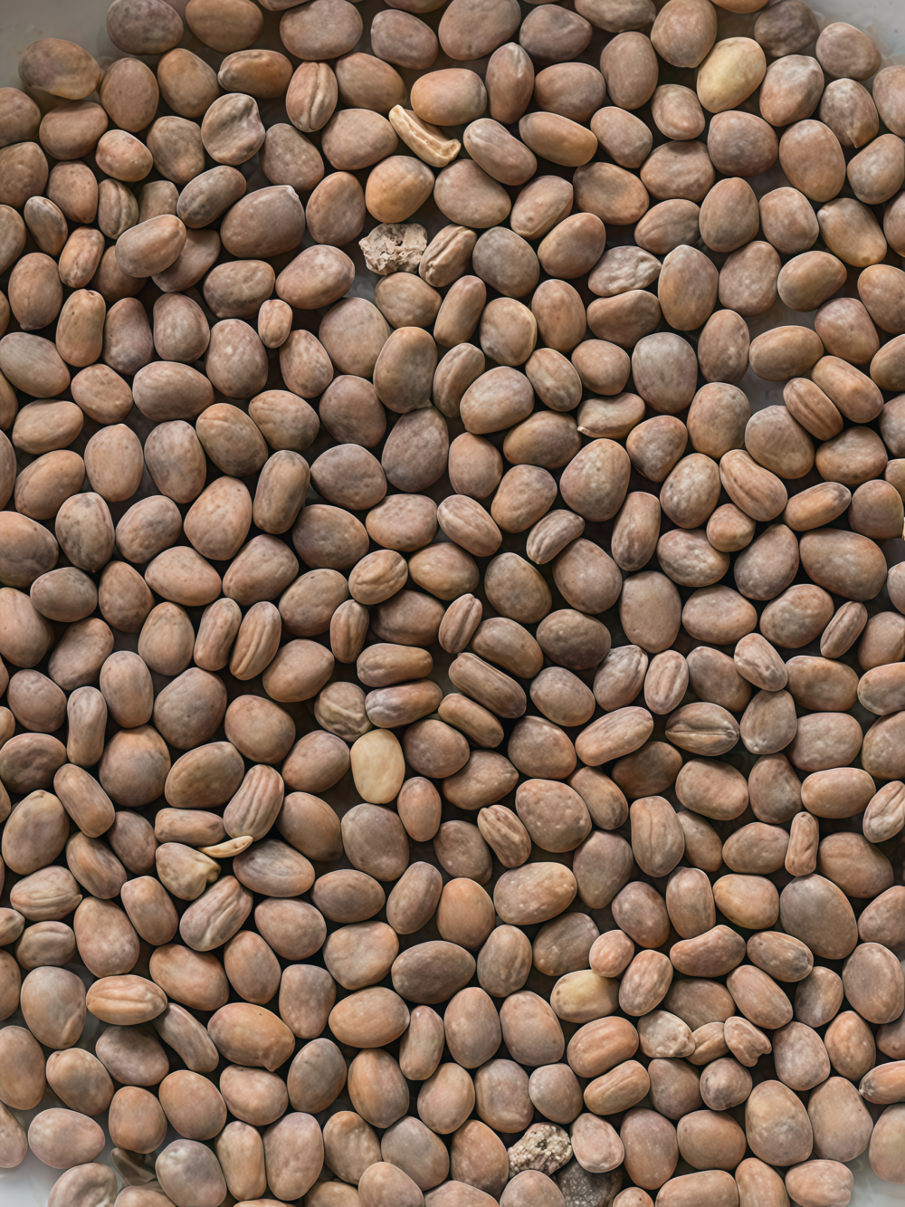 水萝卜5 Red King 2 (F1) Radish Seed