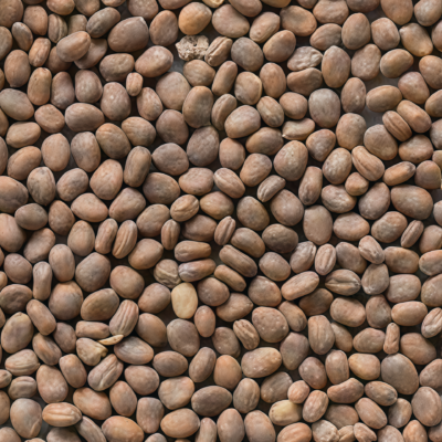 水萝卜5 Red King 2 (F1) Radish Seed